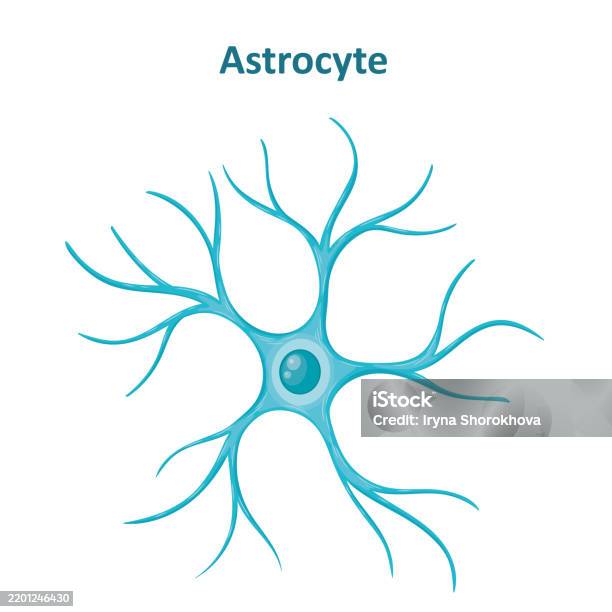 Astrocyte Vector File Astrocyte Image Neuroglia Cell Glial Cell Stock Illustration - Download ...
