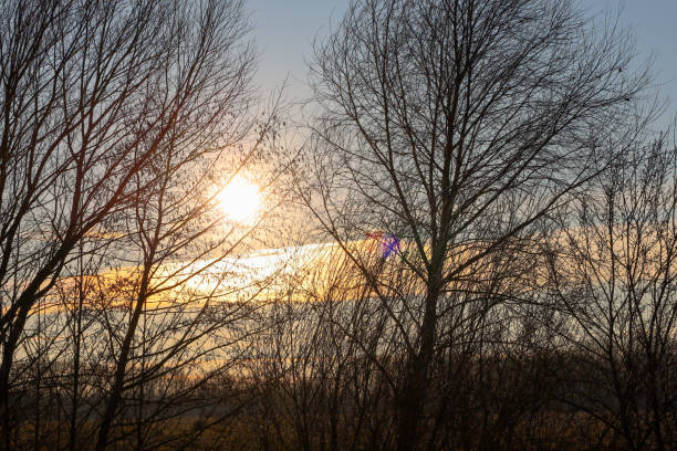 Sunset over a forest or park. The sun shines brightly between the trees, creating a golden glow. The tree branches are leafless, indicating autumn or winter. The sky is clear, blue, with light clouds.