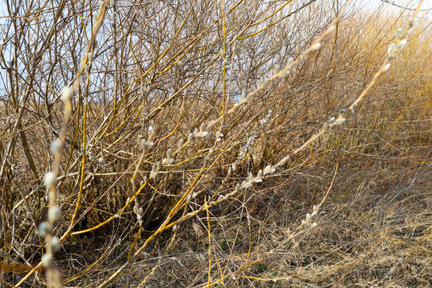 Close-up image of willow branches with fluffy catkins blooming against a blurred brown background. The branches are thin and flexible, reaching upwards, some of them have a yellowish tint.
