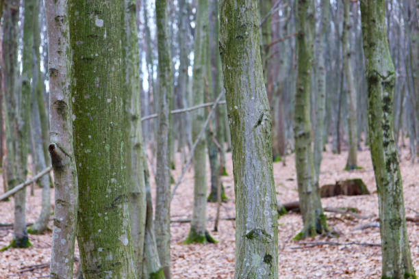 A dense forest with tall trees growing close to each other is depicted. The tree trunks are straight and thin, the bark is gray with dark spots. The branches of the trees begin high above the ground, forming a dense crown.