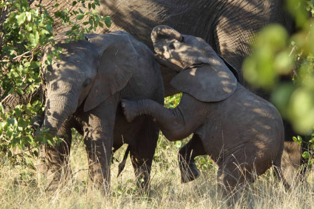 istock Afrikanischer Elefant / African elephant / Loxodonta africana 2201246569