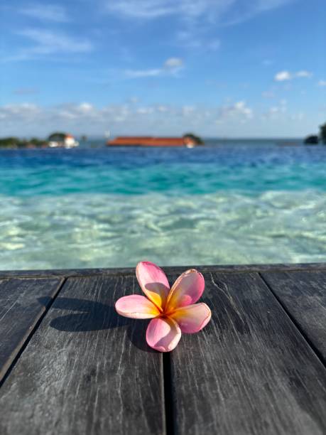 A delicate pink frangipani flower sits gracefully near the edge of a tranquil pool in Bali. The vibrant colors of the flower contrast perfectly with the clear blue water, creating a serene and picturesque scene. This peaceful moment encapsulates the beauty of Bali’s tropical nature and relaxation