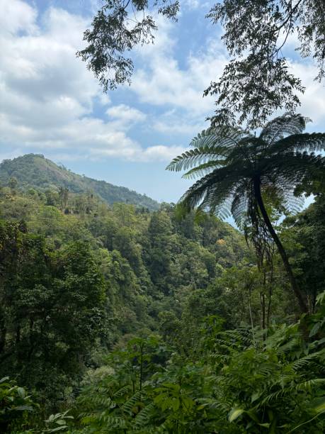 istock Lush Balinese countryside with tropical plants and vibrant greenery 2201247728