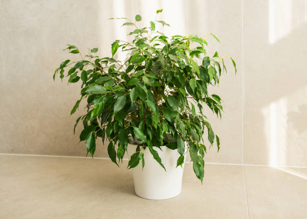 istock Ficus benjamina standing in a room with light rays falling on it and the wall 2201249203