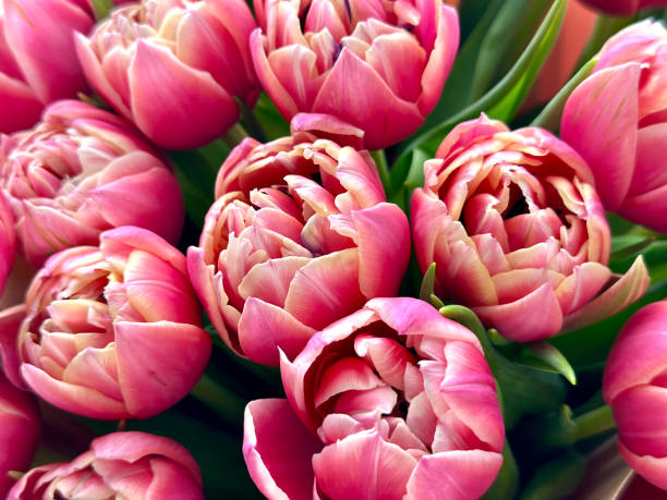 istock Beautiful aromatic fresh blossoming tender pink tupeonies texture, close up view 2201249424