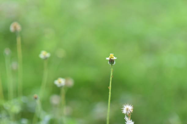 Bidens alba , Butterfly needles or Common beggarticks or Hairy beggarticks or Romerillo or Shepherds needles or Spanish needles or Tridax Daisy or Tridax procumbens or weed flower