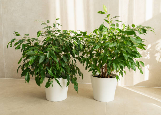 istock Ficus benjamina standing in a room with light rays falling on it and the wall 2201249452
