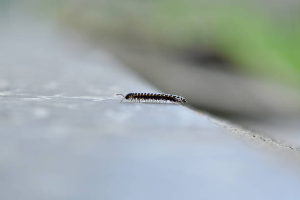 istock black and yellow millipede animals 2201249515
