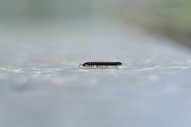 istock black and yellow millipede animals 2201249549