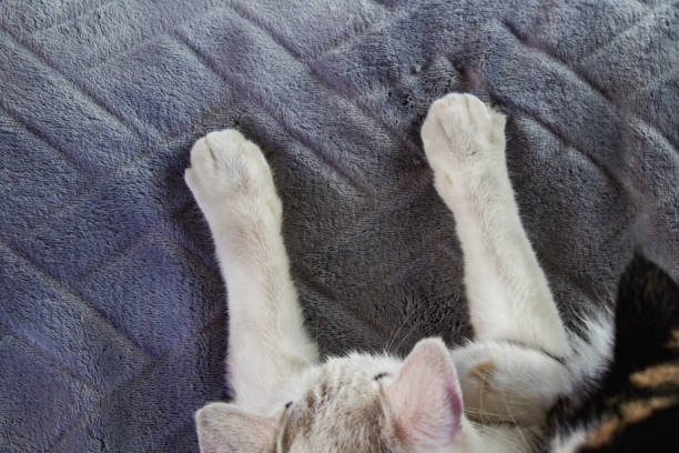 Grey and white cat relaxing on white sheets showing paw