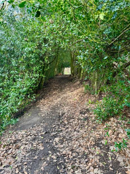 istock Enchanted Woodland Pathway in Early Spring 2201252723