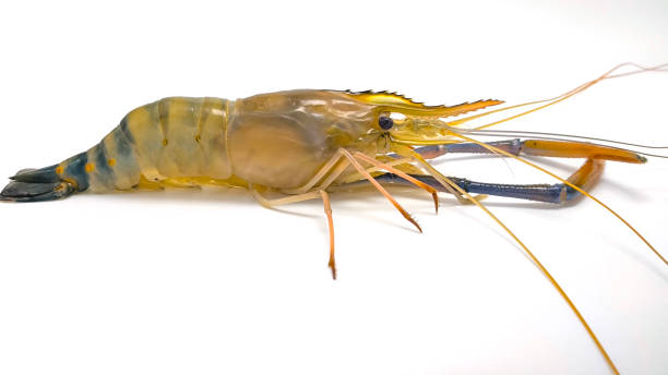 istock Fresh river prawns isolated on white background. Big freshwater prawns. River prawns for cooking. 2201253512