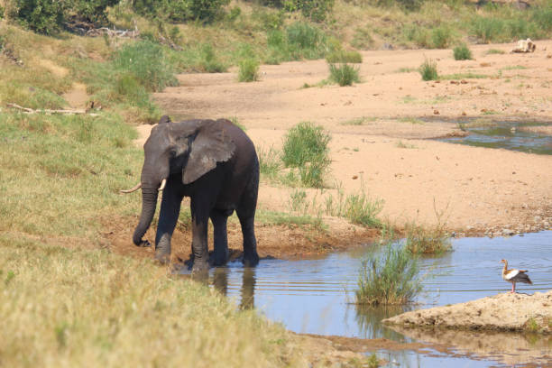 istock Afrikanischer Elefant / African elephant / Loxodonta africana 2201253904