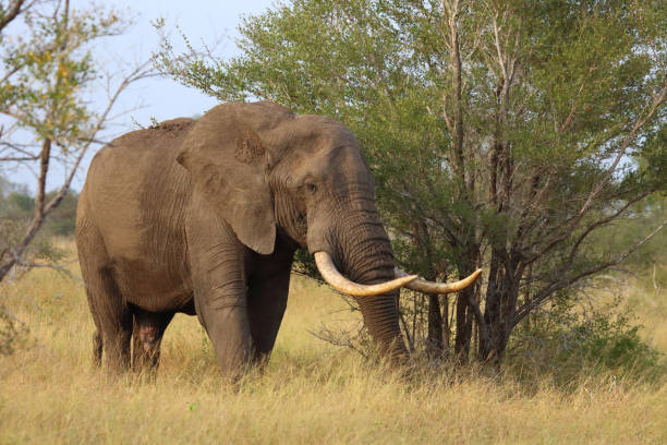 istock Afrikanischer Elefant / African elephant / Loxodonta africana 2201254796