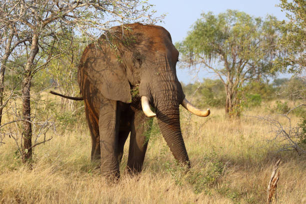 istock Afrikanischer Elefant / African elephant / Loxodonta africana 2201255042