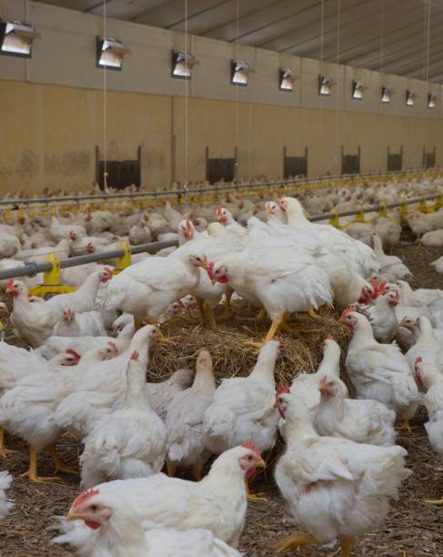 istock Propagation company. White hens in modern poultry stable. 2201255222