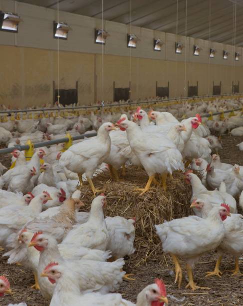 istock Propagation company. White hens in modern poultry stable. 2201255226