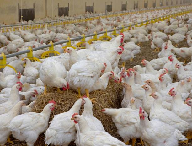 istock Propagation company. White hens in modern poultry stable. 2201255295