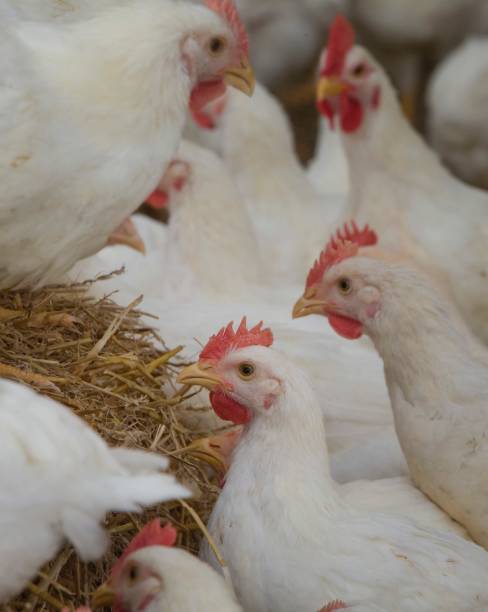 istock Propagation company. White hens in modern poultry stable. 2201255328