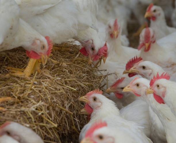 istock Propagation company. White hens in modern poultry stable. 2201255330