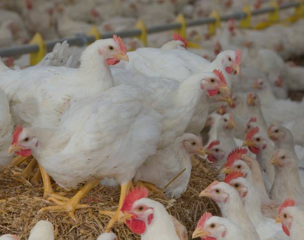 istock Propagation company. White hens in modern poultry stable. 2201255357