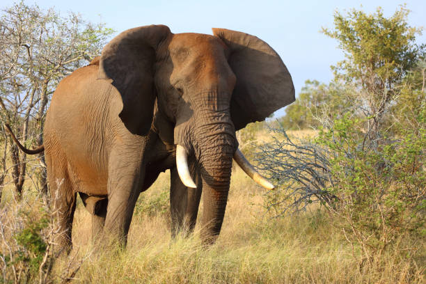 istock Afrikanischer Elefant / African elephant / Loxodonta africana 2201255405