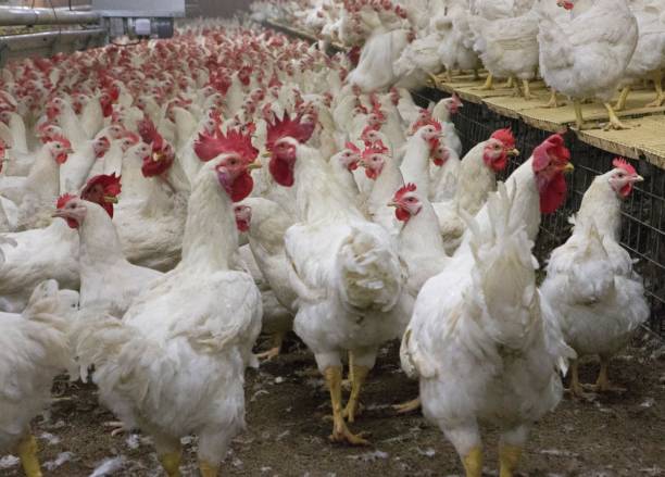 istock Propagation company. White hens in modern poultry stable. 2201255655