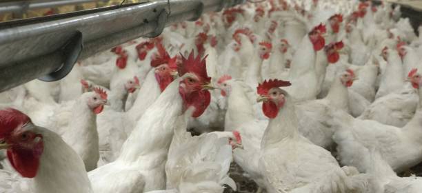 istock Propagation company. White hens in modern poultry stable. 2201255660