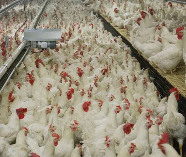 istock Propagation company. White hens in modern poultry stable. 2201255663