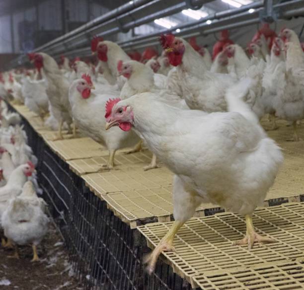 istock Propagation company. White hens in modern poultry stable. 2201255664
