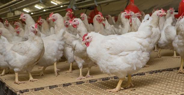 istock Propagation company. White hens in modern poultry stable. 2201255672