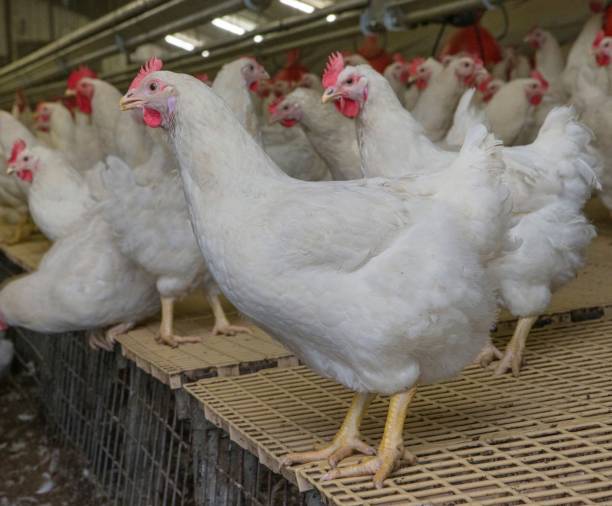 istock Propagation company. White hens in modern poultry stable. 2201255673