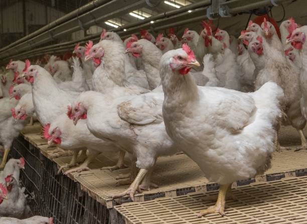 istock Propagation company. White hens in modern poultry stable. 2201255687