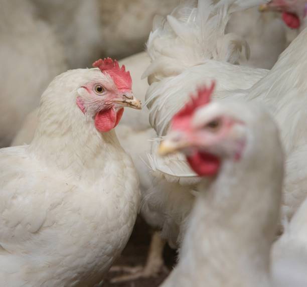istock Propagation company. White hens in modern poultry stable. 2201255732