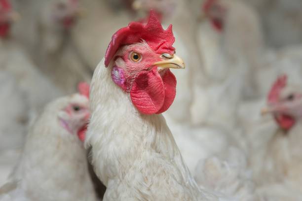 istock Propagation company. White hens in modern poultry stable. 2201255751