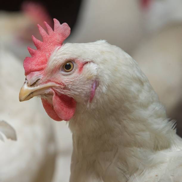 istock Propagation company. White hens in modern poultry stable. 2201255756