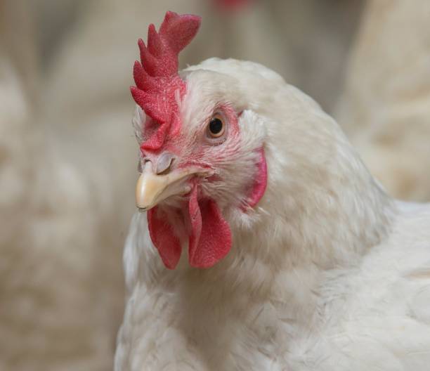 istock Propagation company. White hens in modern poultry stable. 2201255759