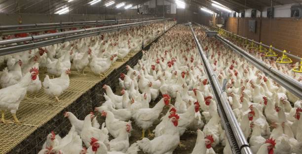 istock Propagation company. White hens in modern poultry stable. 2201255880