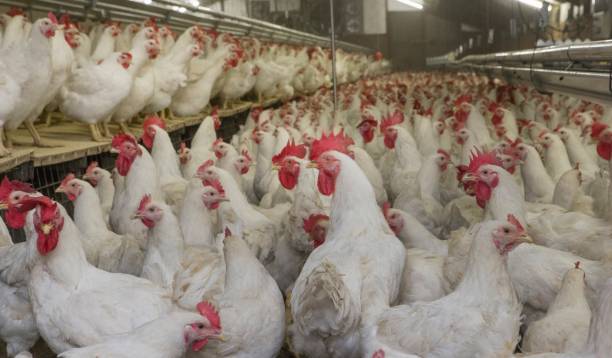 istock Propagation company. White hens in modern poultry stable. 2201255916