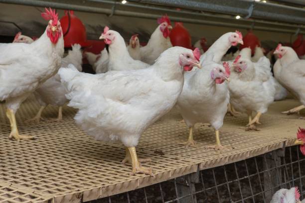 istock Propagation company. White hens in modern poultry stable. 2201256034