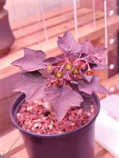 istock Euphorbia francoisii hybrid 2201256069