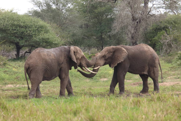istock Afrikanischer Elefant / African elephant / Loxodonta africana 2201256084