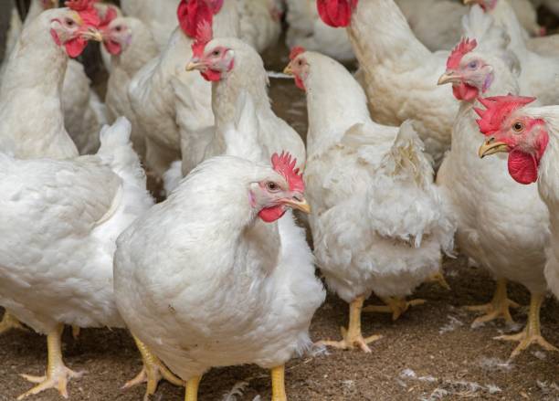 istock Propagation company. White hens in modern poultry stable. 2201256111
