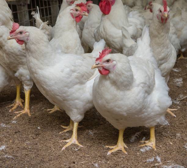 istock Propagation company. White hens in modern poultry stable. 2201256115