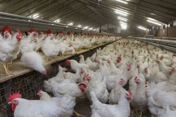 istock Propagation company. White hens in modern poultry stable. 2201256144