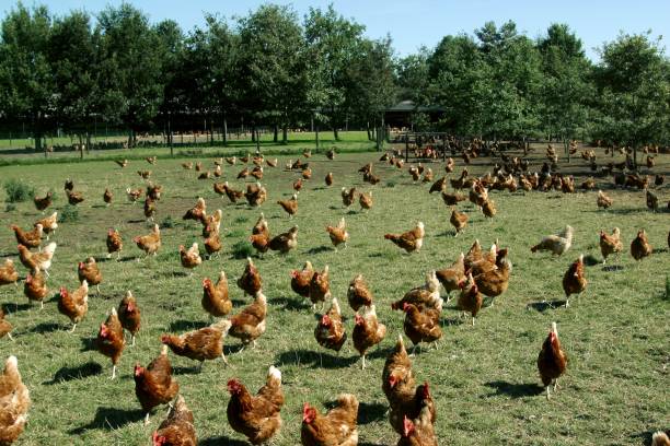 Free range chicken in field of flowers. Agriculture. Chicken breeding at the countryside. Animal welfare.