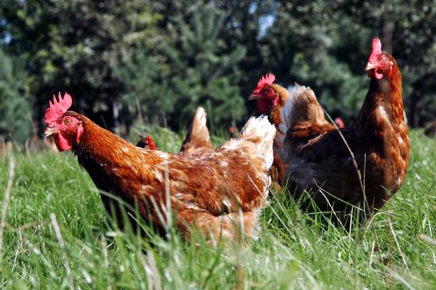 istock Free range chicken in field of flowers. 2201256248