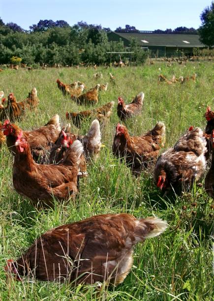 Free range chicken in field of flowers. Agriculture. Chicken breeding at the countryside. Animal welfare.