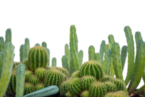 Group of cactus in the garden isolate on white