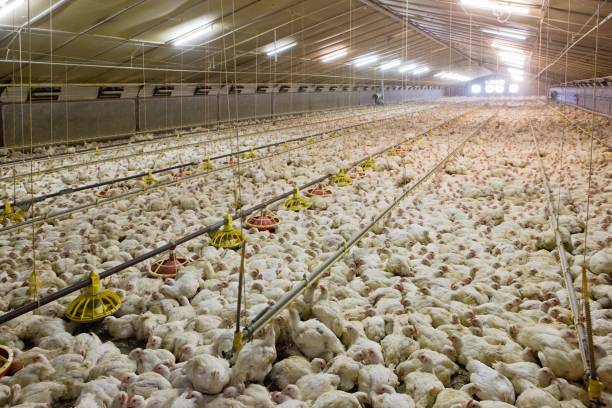 istock Broiler chicken. Modern poultry farm with young chicks in stable. 2201256529